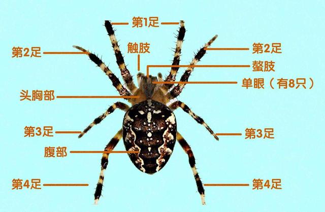 世界上最毒蜘蛛，被咬男性会引起持续数小时的“生理反应”黑寡妇