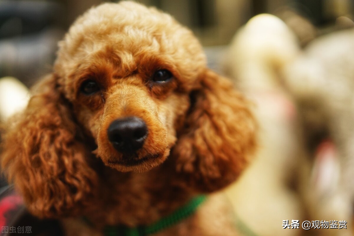 巨型泰迪犬图片（呆萌的泰迪分类的根据标准）