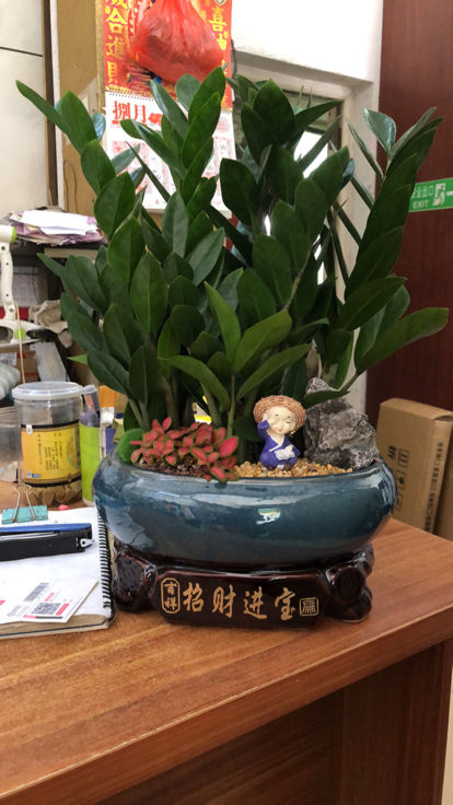 乔迁之喜送什么（搬新家适合送的9种植物详讲）