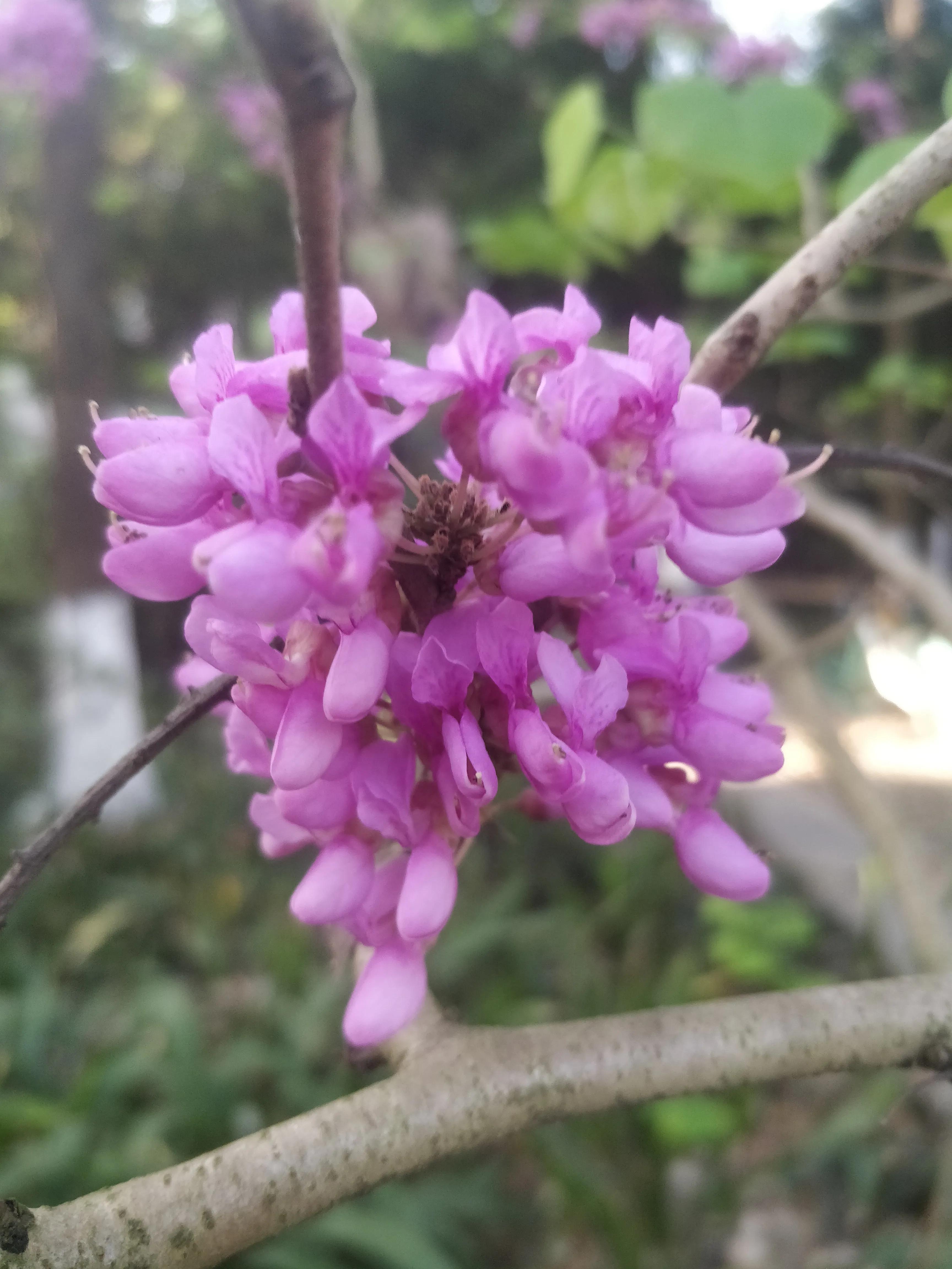 冬去春来满条红，风动紫荆花飘香