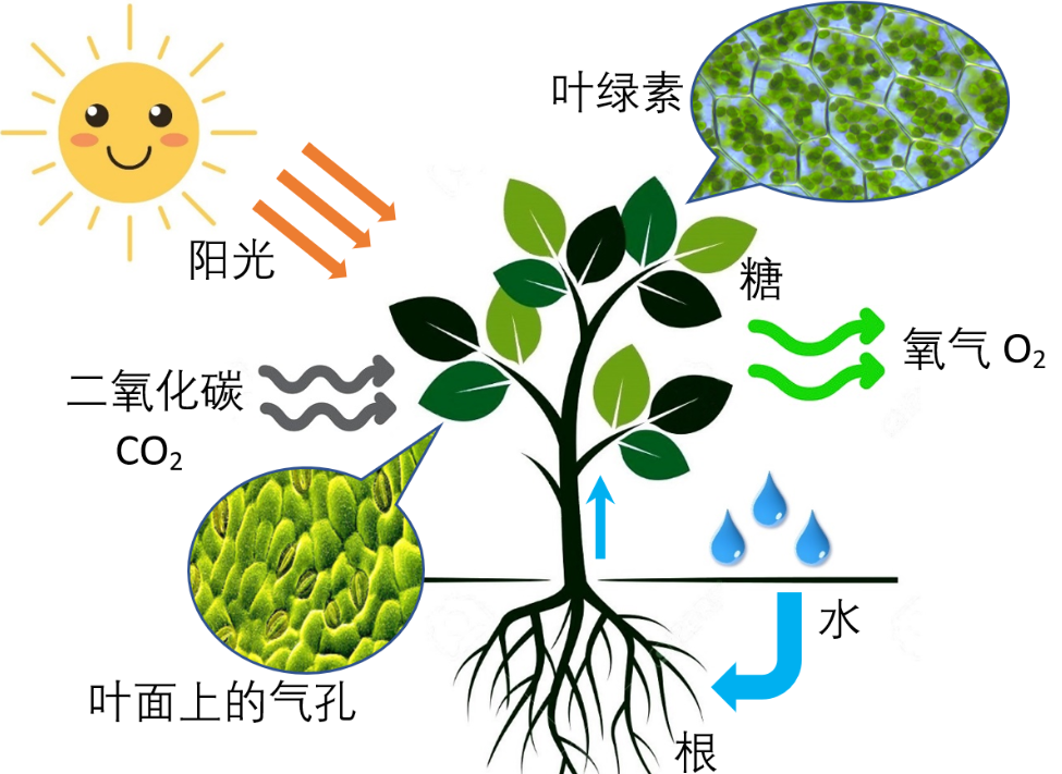 植物年龄结构图片