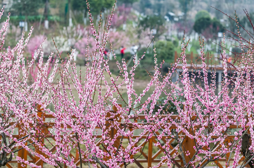 「诗词鉴赏」春门俱是看花人，十二首看花的诗词，看尽春花烂漫