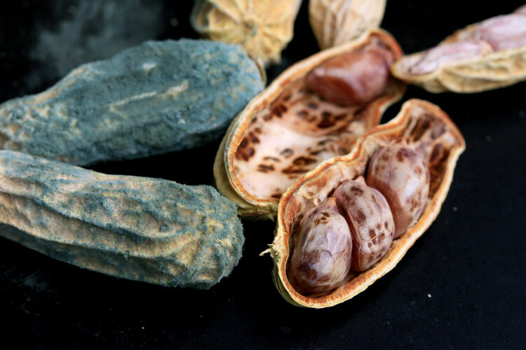 冷冻的馒头不能吃？滋生的黄曲霉毒素会致癌？为你揭开背后真相