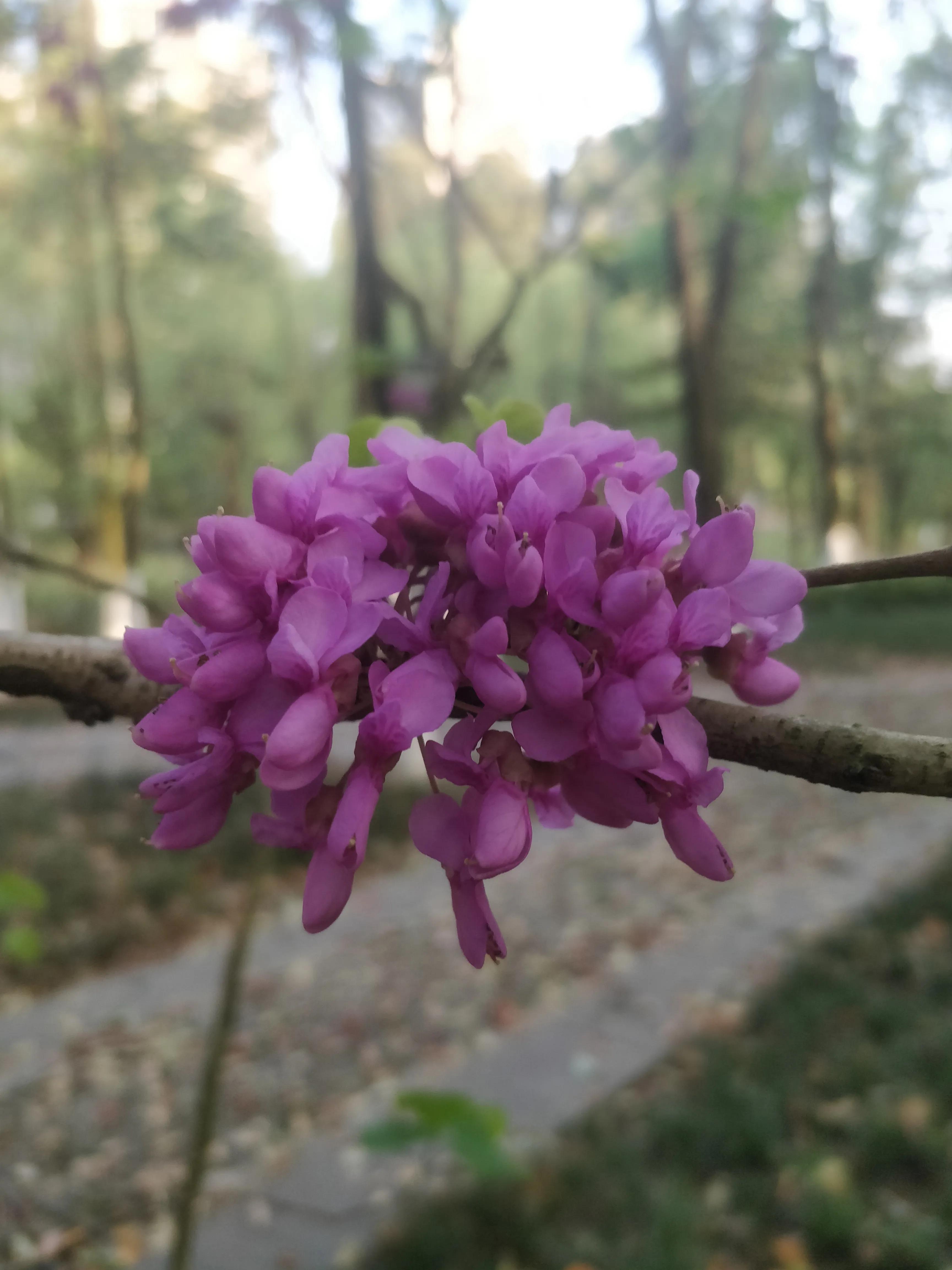 冬去春来满条红，风动紫荆花飘香