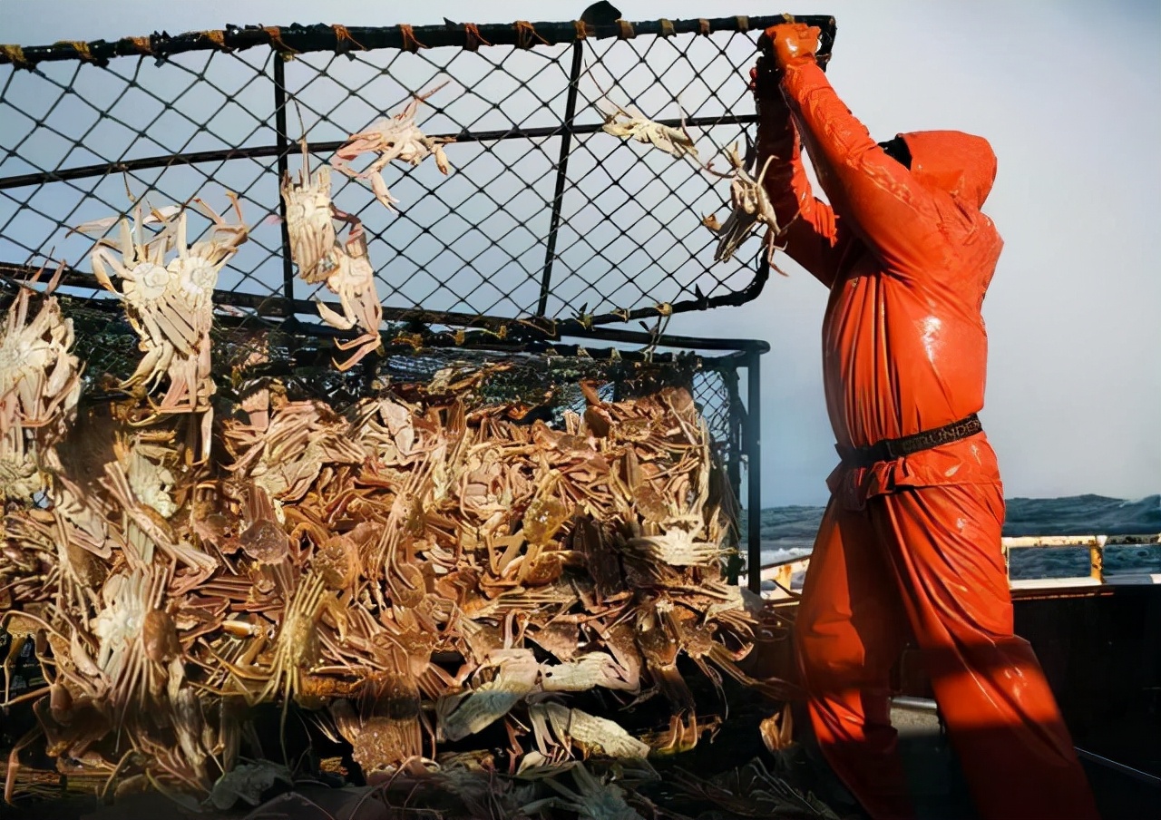 为何说每吃一只帝王蟹，都是在为“拯救世界”作贡献？