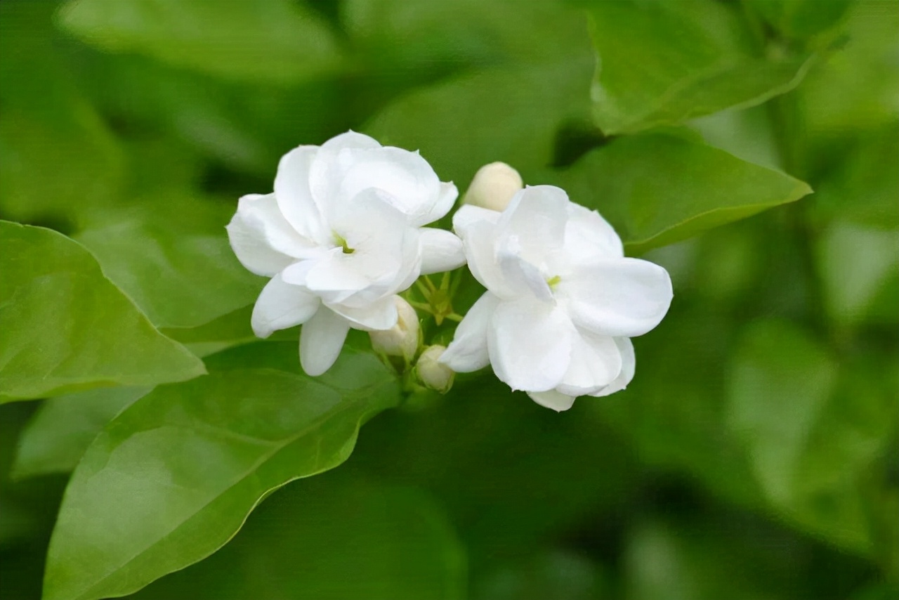 桃花的花语是什么（你几月出生就是哪种花陪着你）
