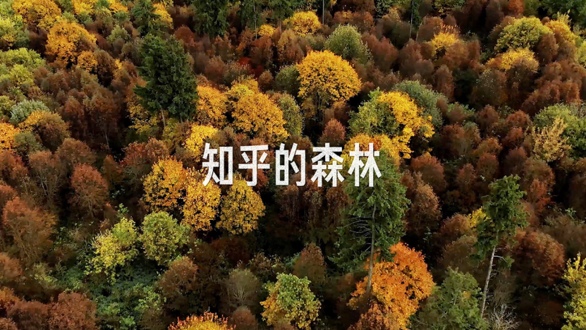 种草经济崩坏的当下，知乎种出一片森林