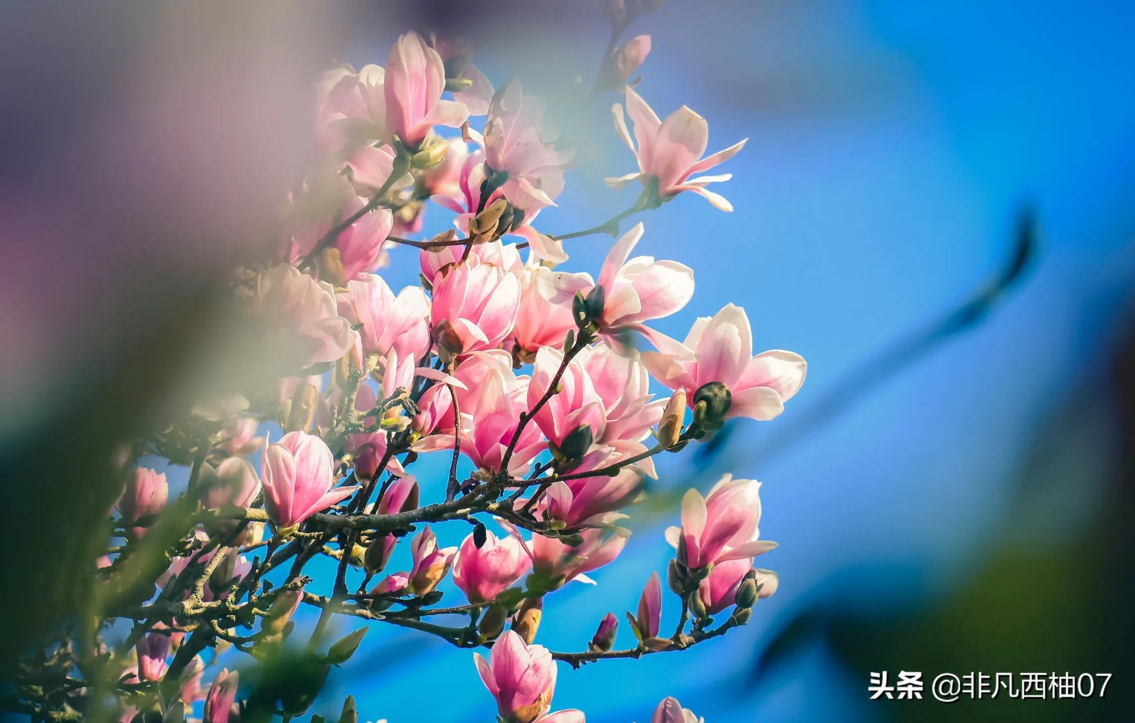 想一百个春天最美文案，都不如这些明艳的鲜花来的直白