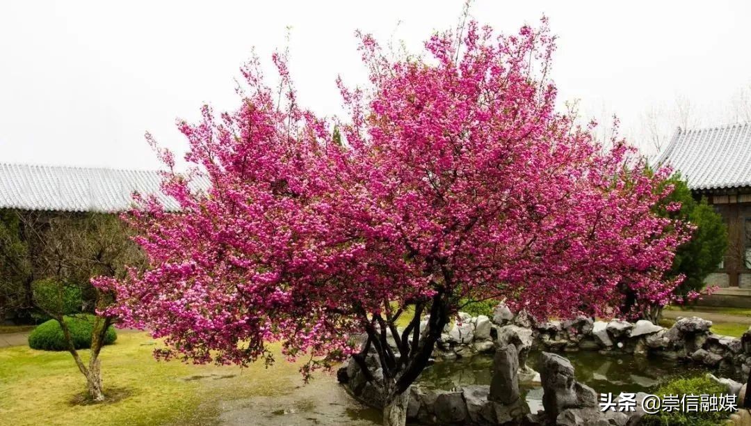 40款观花乔木,各有乾坤的开花高手