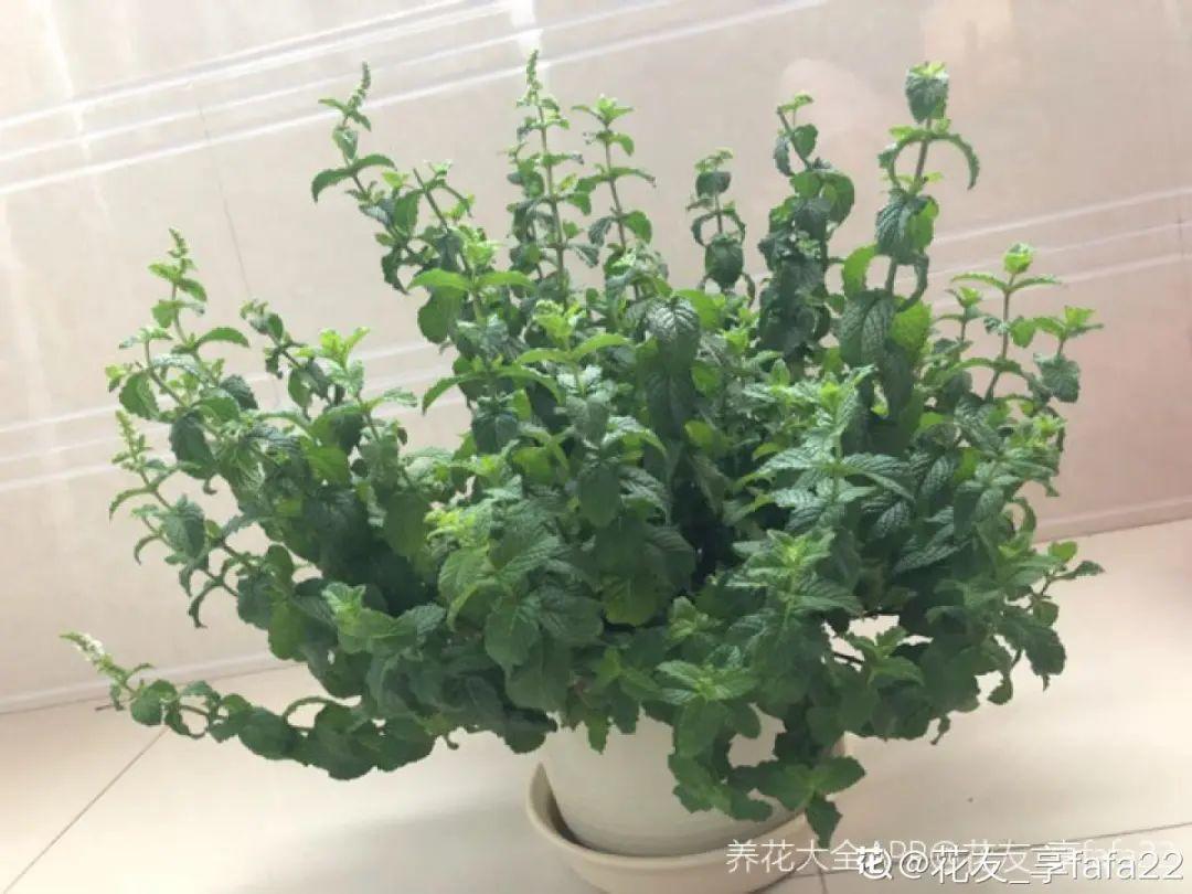 臥室養4種花，一覺睡到天亮，養人養身心