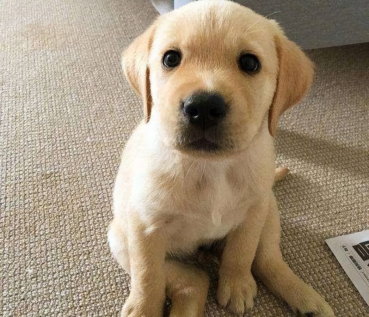 聪明乖巧,贴心,偶尔调皮贪玩拉布拉多犬本身的遗传病比较多,所以寿命