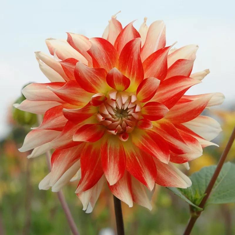 花朵美图｜温柔甜美的初吻、大丽花、耧斗菜花朵合集160张