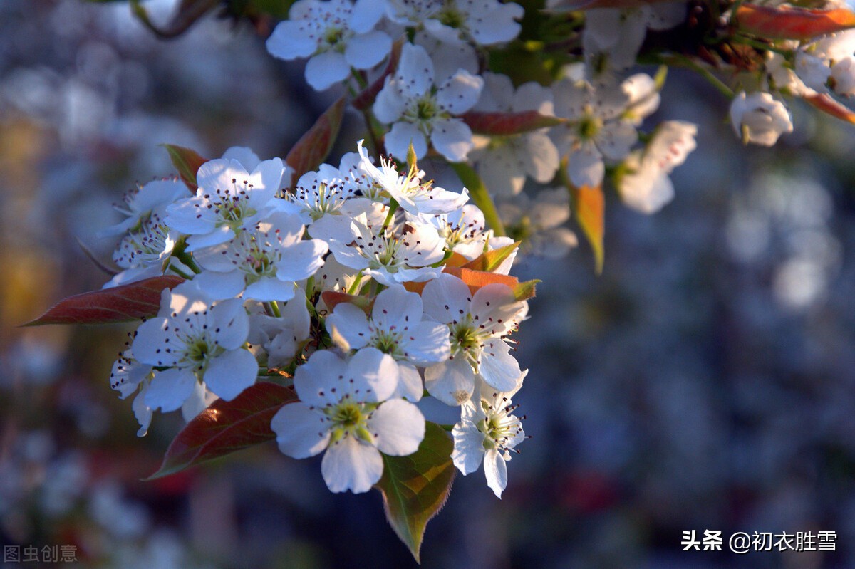 仲春花信之梨花古诗八首：一树梨花一溪月，不知今夜属何人