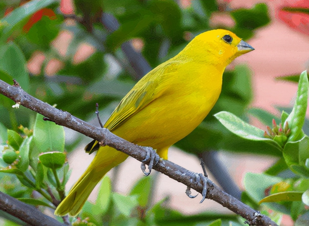 漫谈金丝雀部署