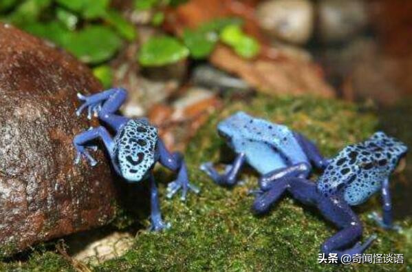 世界十大真正危险动物 大白鲨上榜，第三是海洋中的透明杀手