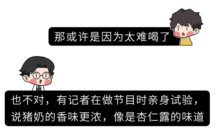 “猪奶”是什么味道？为什么没人喝？其实，它的营养比牛奶还要高