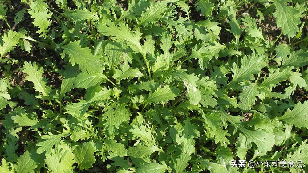 雪菜,是秋冬季的一種應季蔬菜,