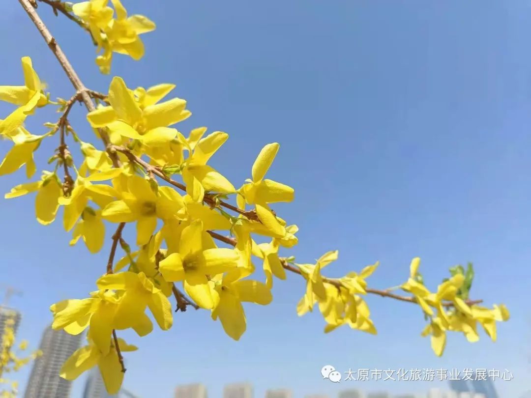 线上展览|“山河春意 锦绣太原——花的世界”主题摄影线上图片展（二十）