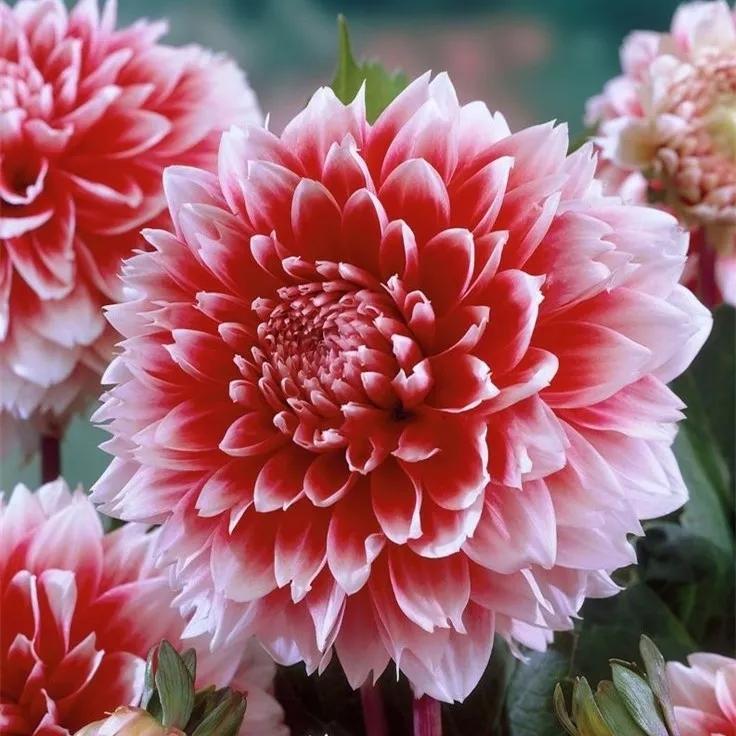花朵美图｜温柔甜美的初吻、大丽花、耧斗菜花朵合集160张