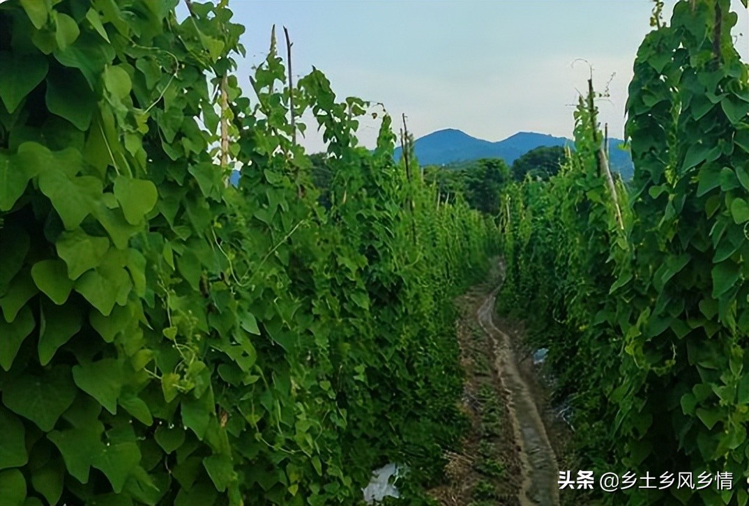 农村大叔3年前移植野生千金藤，亩收入2万，看他是如何种植的
