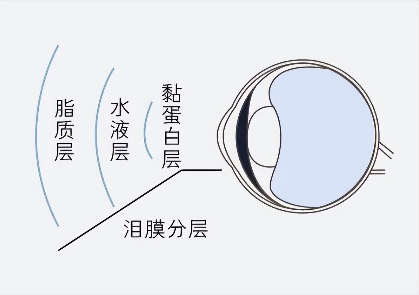 泪膜由油脂层,泪液层与黏蛋白层组成.