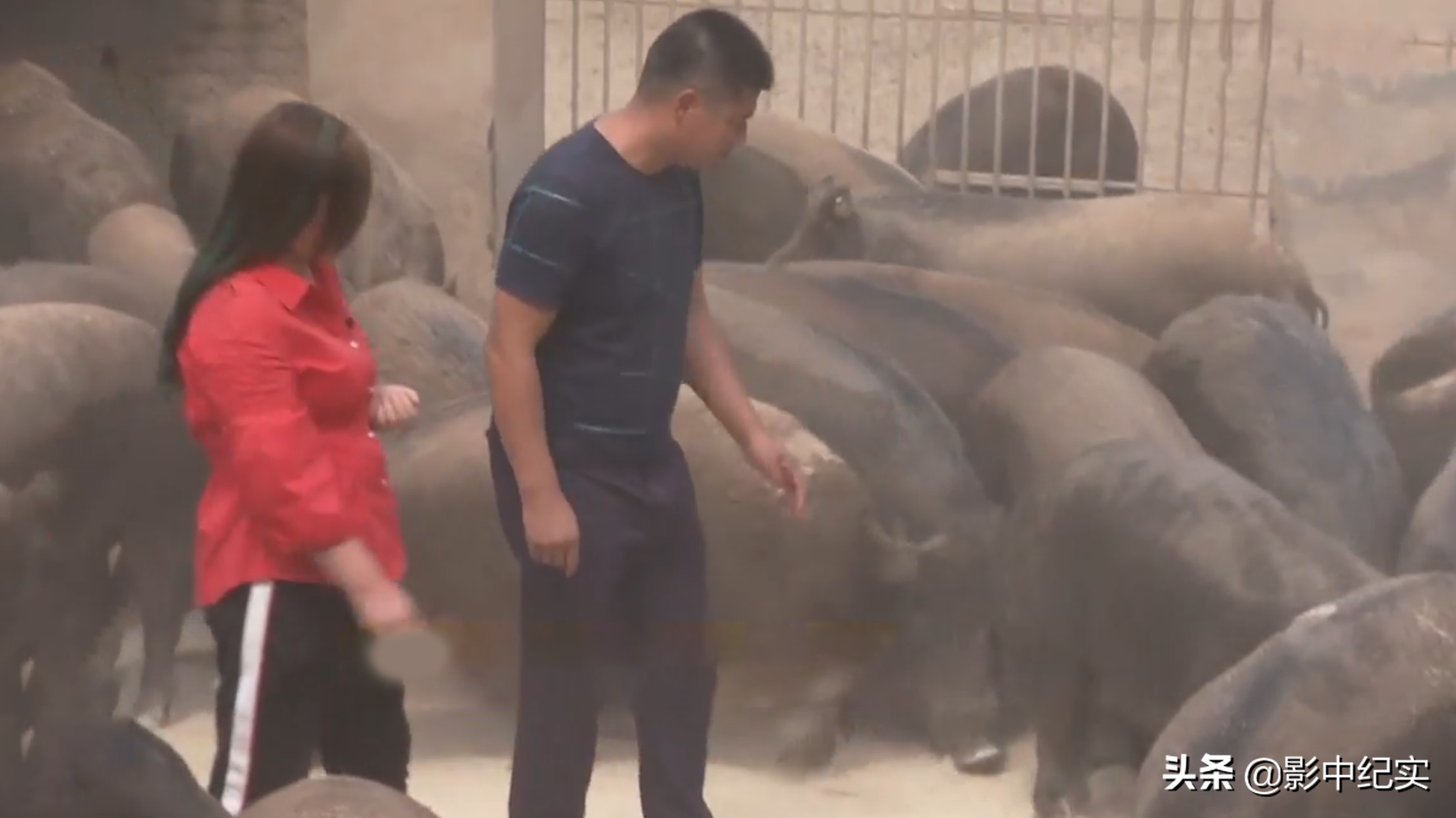 女大学生放弃年薪40万的工作，与野猪同吃同住，10年后年入上亿