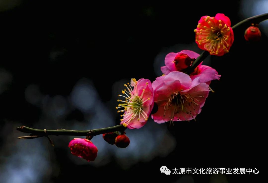 线上展览|“山河春意 锦绣太原——花的世界”主题摄影线上图片展（十一）