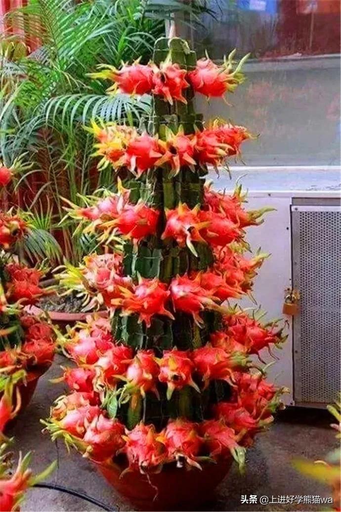 仙人掌图片大全大图(66种罕见仙人掌) - 赤虎壹号