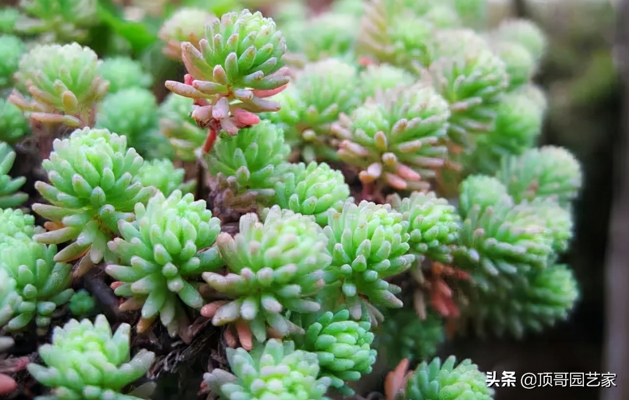 观赏草品种大全（6种高颜值观赏草详细介绍）