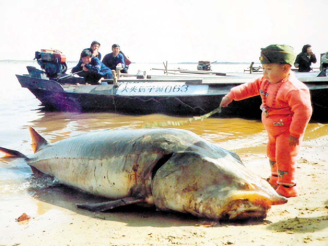 黑龙江渔民误捕1028斤鳇鱼，国家以22万元收购！中俄护鱼有效吗？