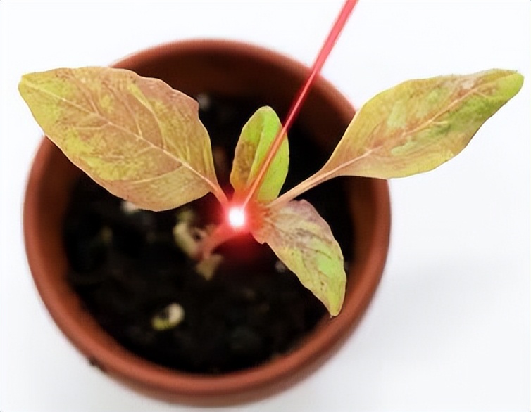 国外小伙造激光机器人1小时除草10万株，地毯式“轰炸”，AI识别