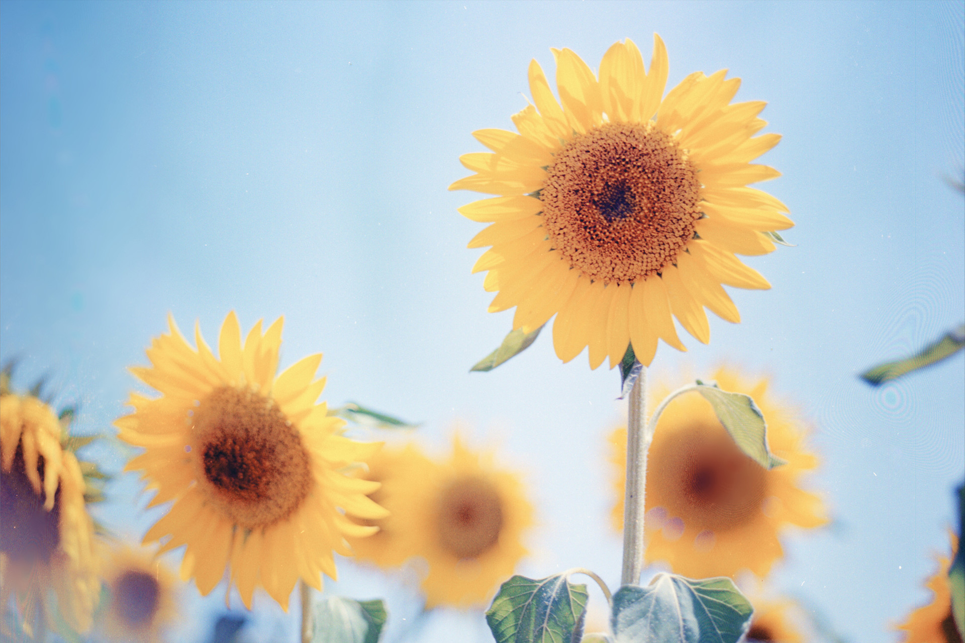 2022年五月份:狮子座整体运势详细解析,好事发生以及注意事项