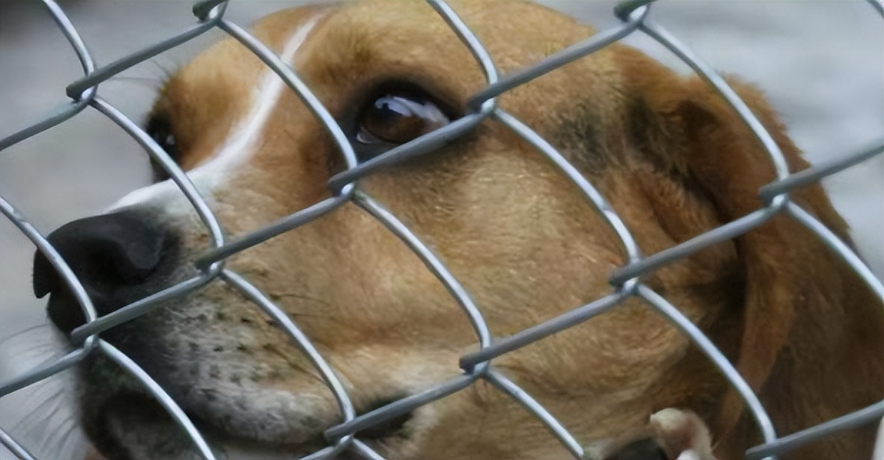 2016年，台湾女孩给700只狗安乐死后，将最后一针给了新婚的自己