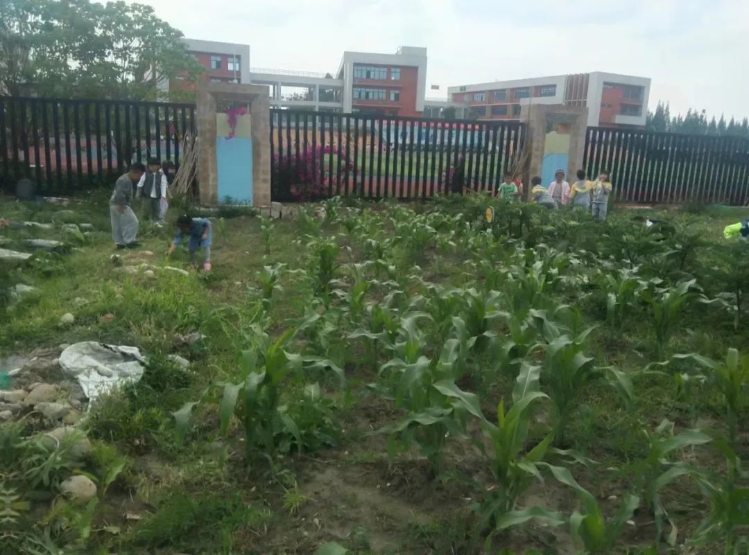 快乐劳动 幸福童年｜记双流区实验小学外国语学校劳动系列课程