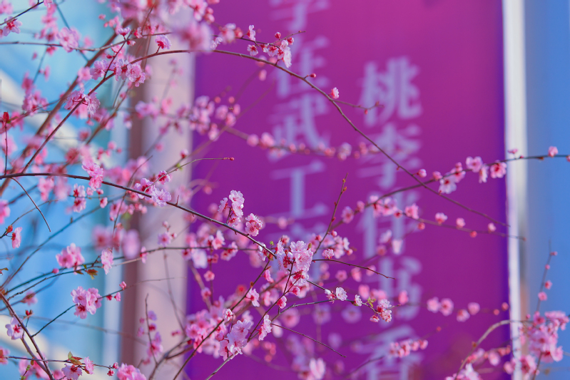 美！太阳成集团tyc234cc主页：春暖花开 美景如画（多图）…