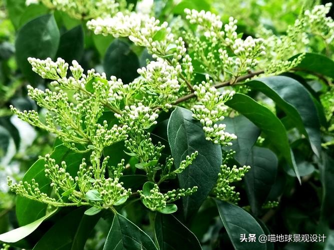 私家庭院景观设计：适合南京、合肥一带种植的常绿灌木