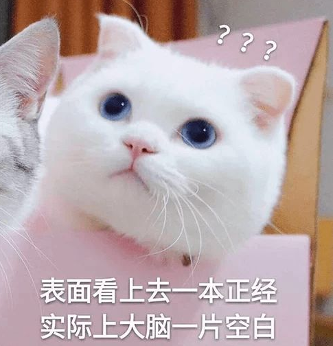 猫是杂食动物吗（20个养猫冷知识详细介绍）