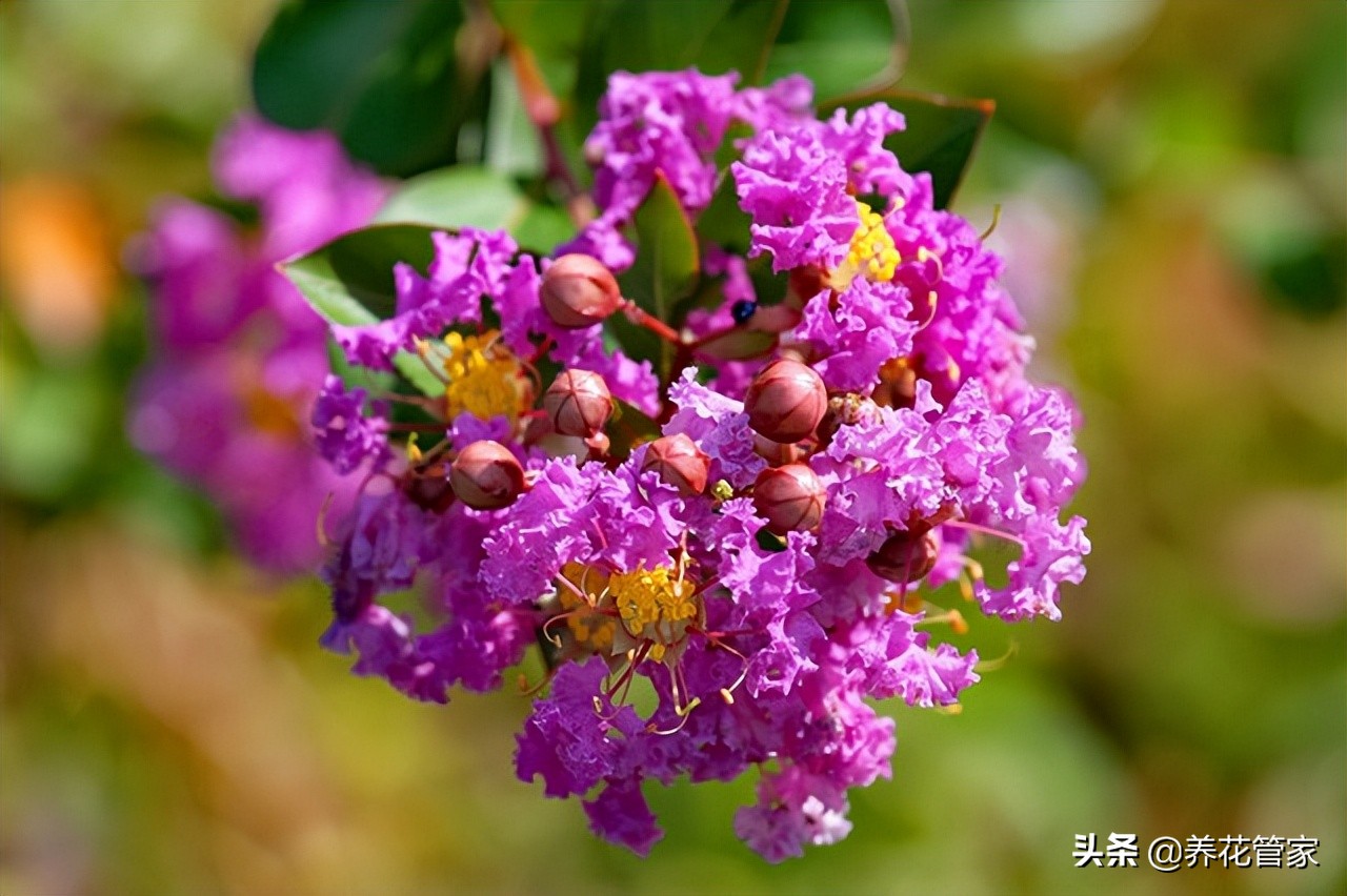 仲夏，紫薇花开！十首紫薇花经典诗词，美