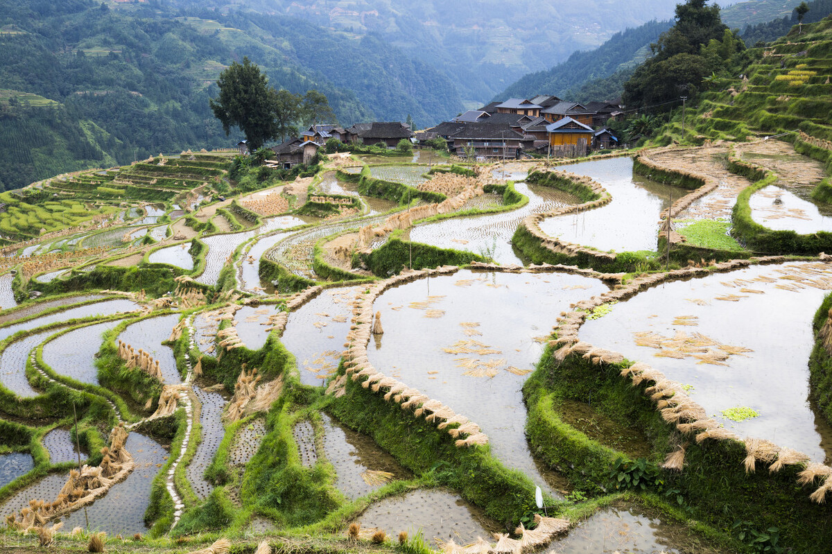 假如没有贵州，中国的春天就要凋零一半
