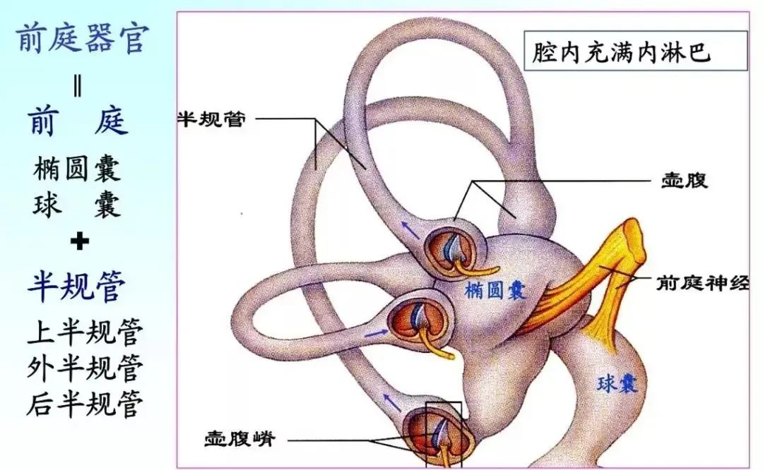 前庭是内耳的一部分,在半规管和耳蜗之间,外侧和下侧都有孔,内部有两