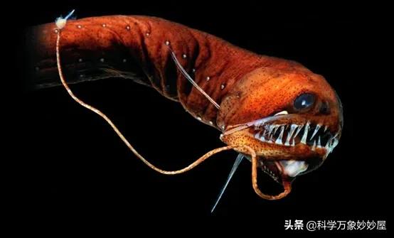 一只小飞象章鱼多少钱马里亚纳海沟的神秘生物