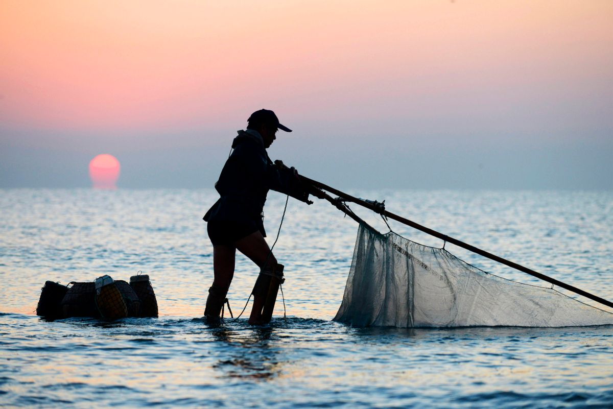 浙江渔民捕到一条7斤野生大黄鱼，卖出4.2万！大黄鱼到底贵在哪？