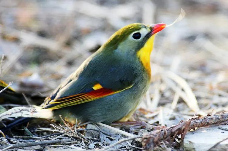 百鳥大全圖片和鳥名,百鳥大全圖片和鳥名帶鳥名