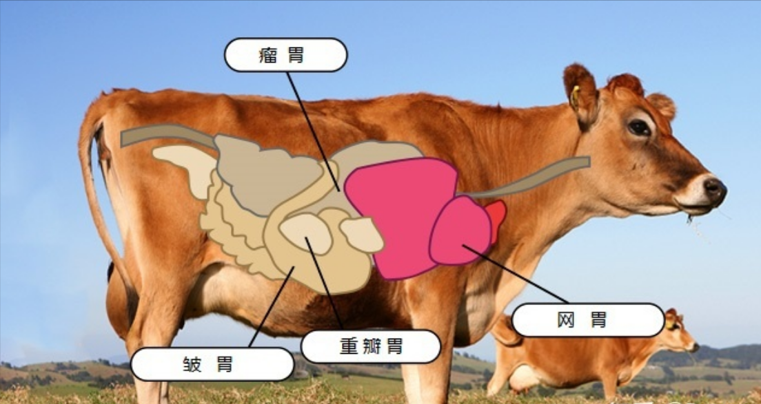 所以,即使牛只吃草,但是在强大的身体机能以及四个胃的紧密配合下