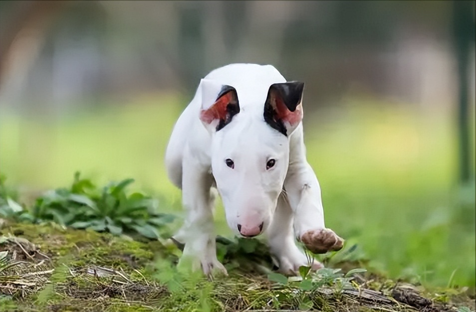 牛头梗是一只来自英国的犬种,最开始是被用作是斗犬牛头梗是一只攻击