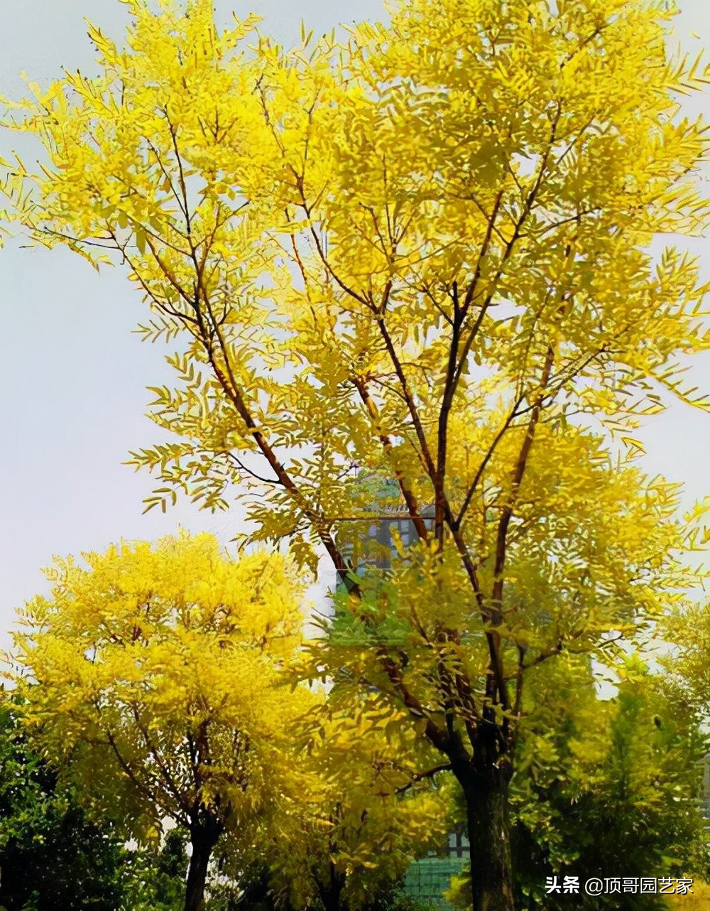 紫叶李简介（盘点15种适合庭院的彩叶植物）