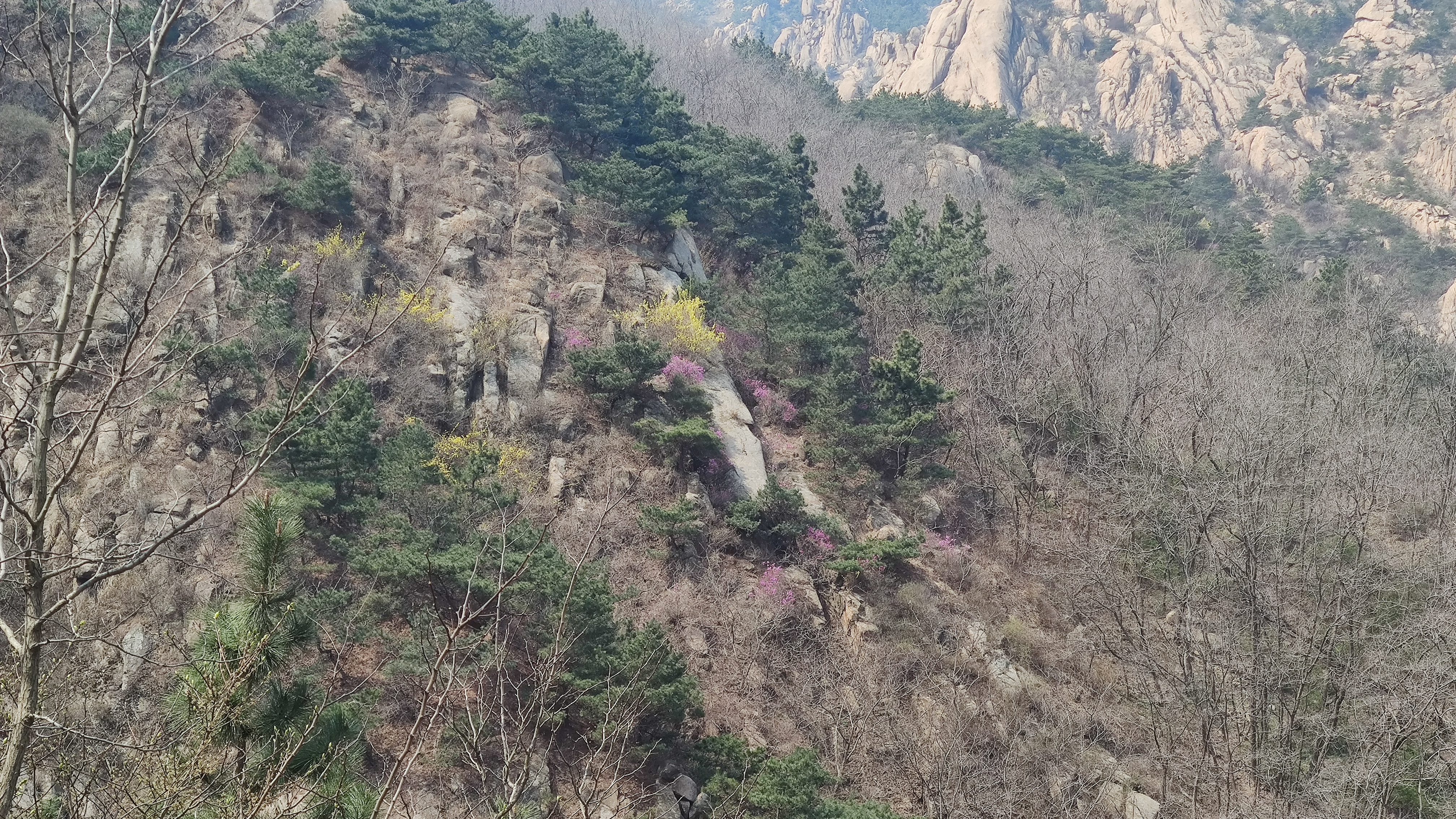 早春，大珠山探寻万亩杜鹃花开爬山游记
