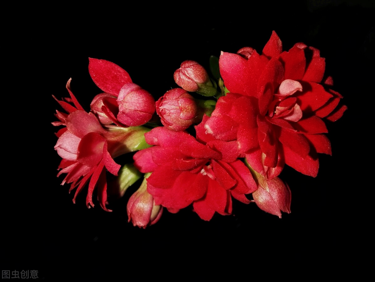 一花一叶一世界，携一缕阳光、时光清浅；悦一路繁花、岁月静美