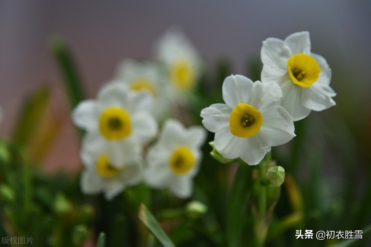 晚冬清丽水仙七首：凌波仙子生尘袜，醉倒风流萼绿华