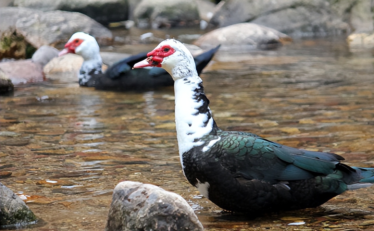 "鸭中贵族"的番鸭,价值远超普通鸭类,为何在农村没大量养殖?